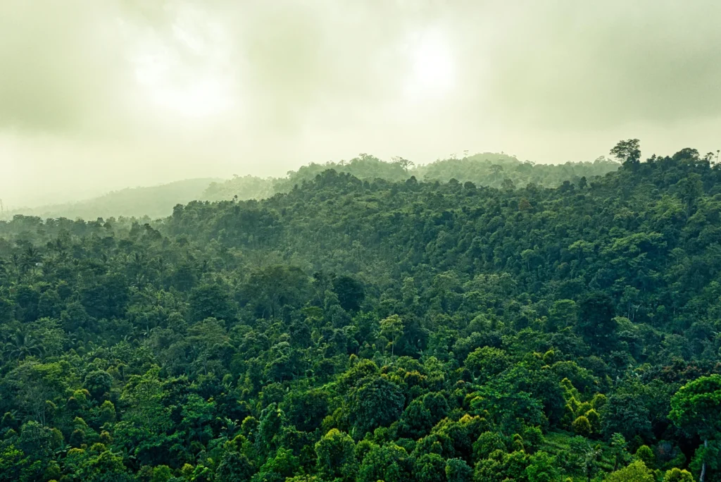 Amazonas-Regenwald in Peru